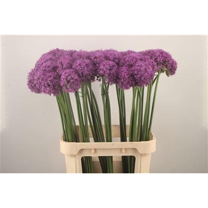 Allium Grootbloemig