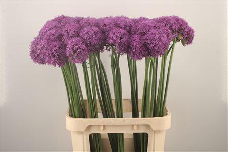 <h4>Allium Grootbloemig</h4>