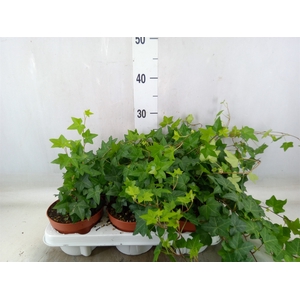 Hedera helix 'Pittsburgh'