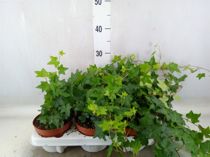 <h4>Hedera helix 'Pittsburgh'</h4>