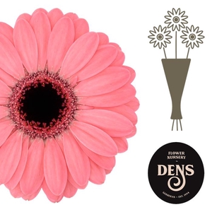 Germini Germini Jolie Water