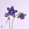 AQUILEGIA BLUE LADY