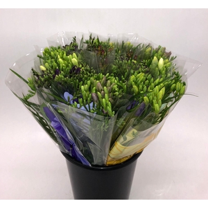 Mono Freesia ass. x 10 L5