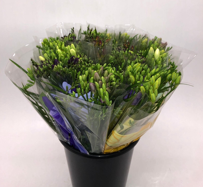 Mono Freesia ass. x 10 L5