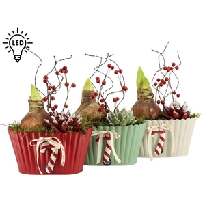 61830: X-mas arrangement