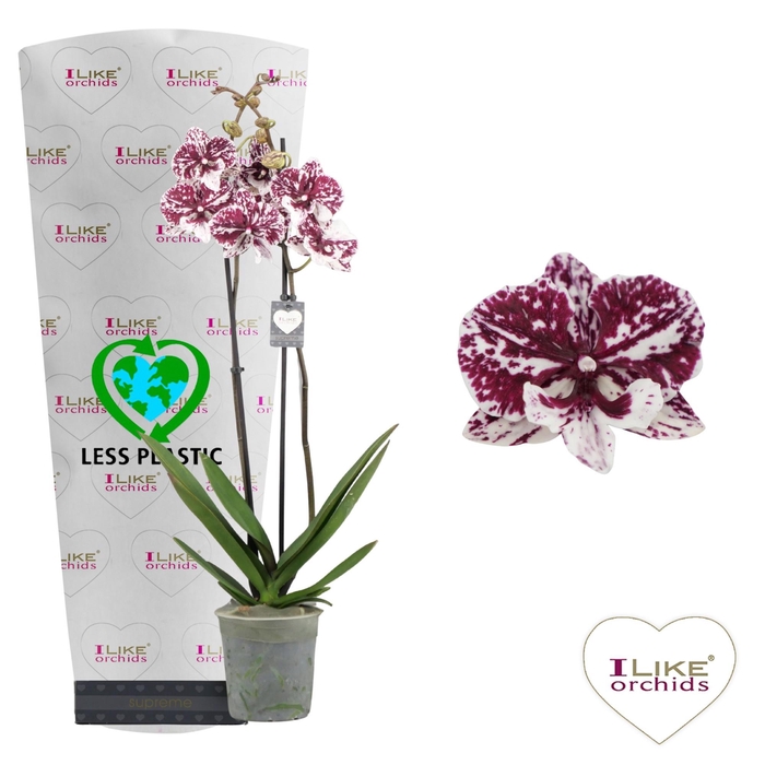 <h4>Phalaenopsis JCA - 2 tak 80cm (Less Plastic)</h4>