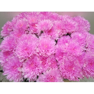 Chr G Undercover Pastel Cerise