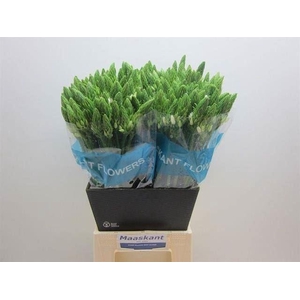 ORNITHOGALUM THYRS. 'MOUNT FUJI'