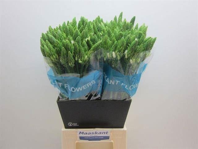 <h4>ORNITHOGALUM THYRS. 'MOUNT FUJI'</h4>