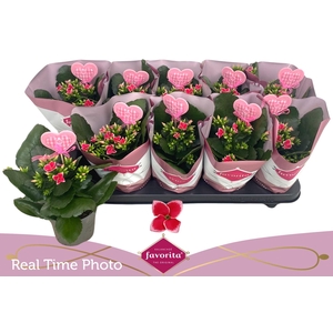 KAL EN BEL ROSA PINK