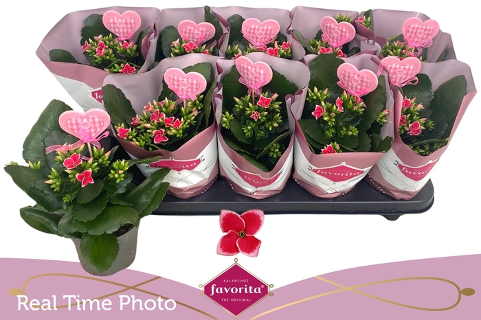 <h4>KAL EN BEL ROSA PINK</h4>