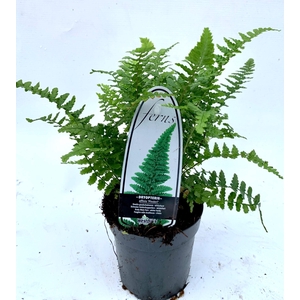 Dryopteris affinis