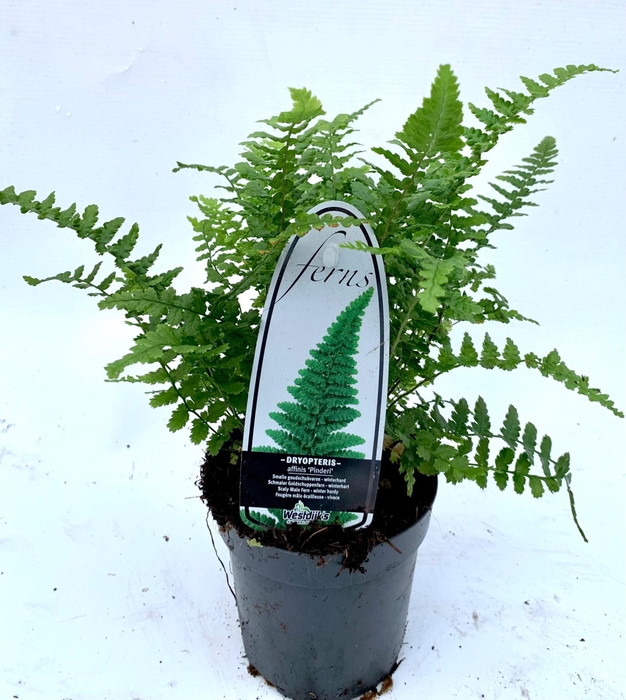 <h4>Dryopteris affinis</h4>