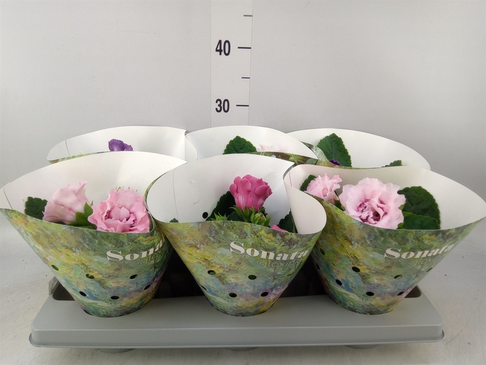 <h4>Sinningia  'Sonata'   ...mix</h4>