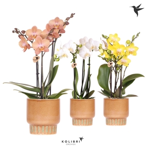 Kolibri Orchids Phalaenopsis mix 3 spike in Bold pot cognac
