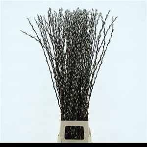 T Salix Ca Snow Flake