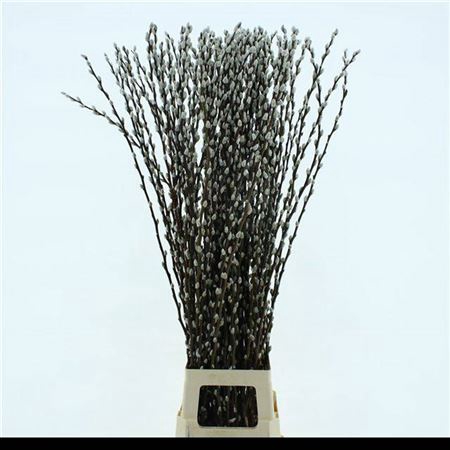 <h4>T Salix Ca Snow Flake</h4>