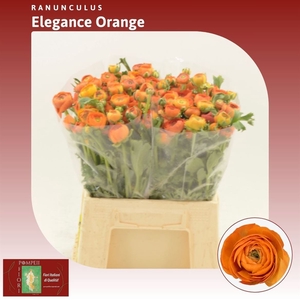 Ranunculus Elegance Orange