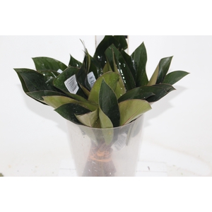 FOLHAGEM PHILODENDRON ROJO CONGO 050 CM