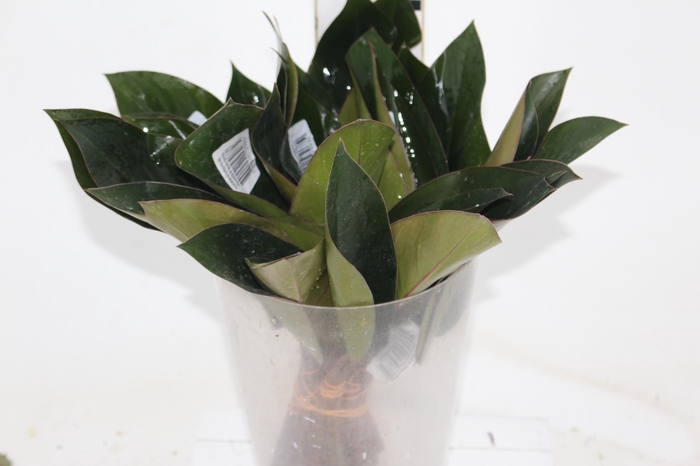 <h4>FOLHAGEM PHILODENDRON ROJO CONGO 050 CM</h4>