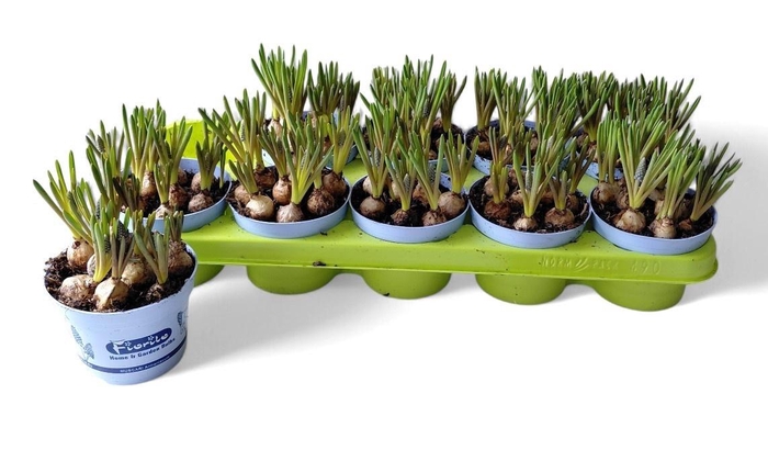 <h4>MUSCAR ARMENIACUM</h4>