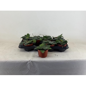 HOYA OV