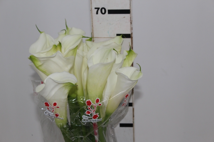 <h4>COPO DE LEITE BRANCO 070 CM</h4>