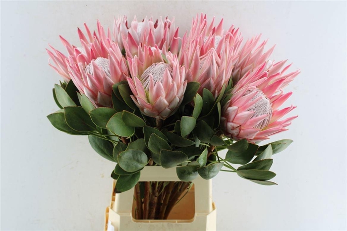<h4>PROTEA CYNAROIDES</h4>