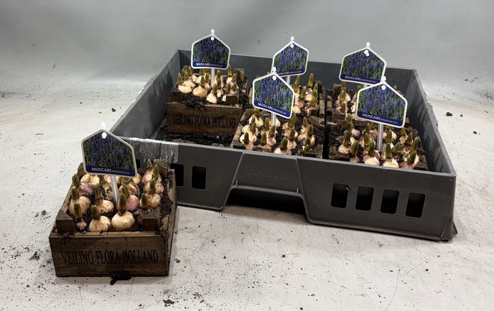 arr8 Arr Muscari In Houten Kistje