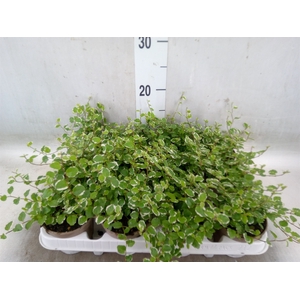 Ficus pumila 'White Sunny'