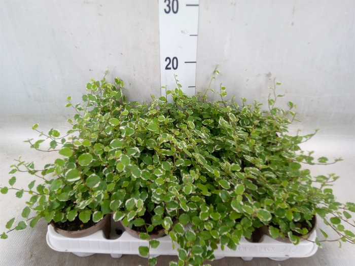 <h4>Ficus pumila 'White Sunny'</h4>