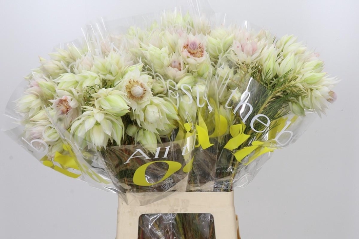 <h4>Blushing Bride 6/9 Flowers</h4>