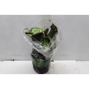 CALATHEA CORA P17