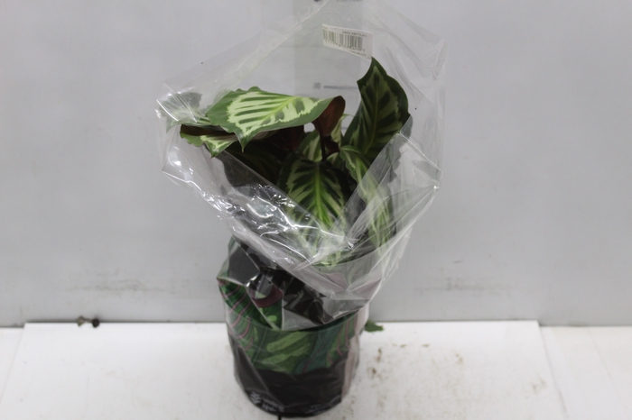 <h4>CALATHEA CORA P17</h4>