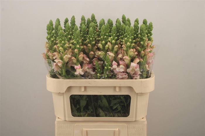 <h4>Antirrhinum Nl. Pale Pink Antibes</h4>