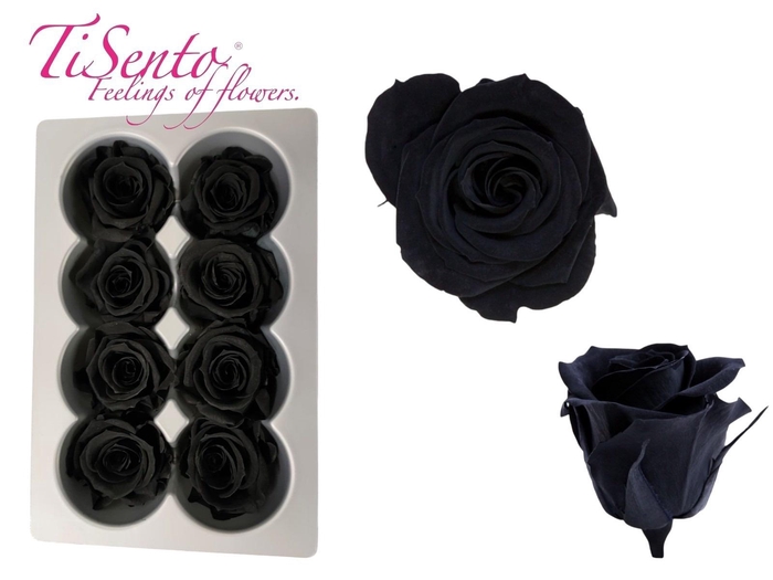 <h4>ARR ROSA POT H%</h4>