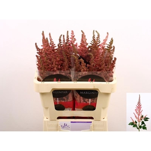 Astilbe Visions Pink Marginpar