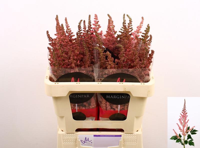 <h4>Astilbe Visions Pink Marginpar</h4>