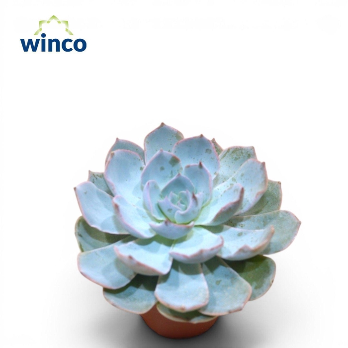 <h4>Echeveria Colorata XL</h4>