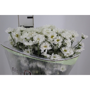 CRISANTEMO SANTINI DESMONT 080 CM