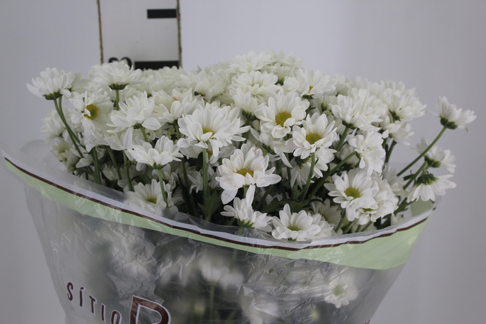 <h4>CRISANTEMO SANTINI DESMONT 080 CM</h4>