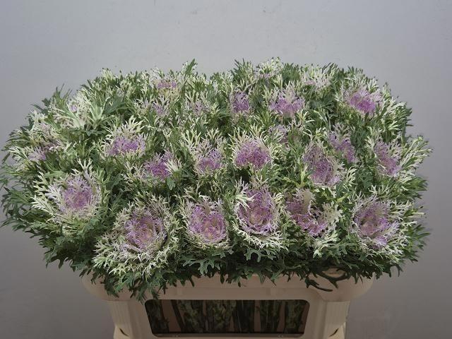 <h4>Brass Crane King</h4>