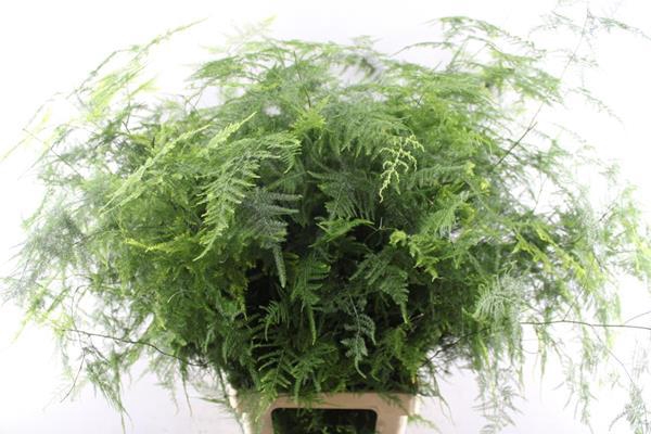 <h4>Asparagus Setaceus L85</h4>