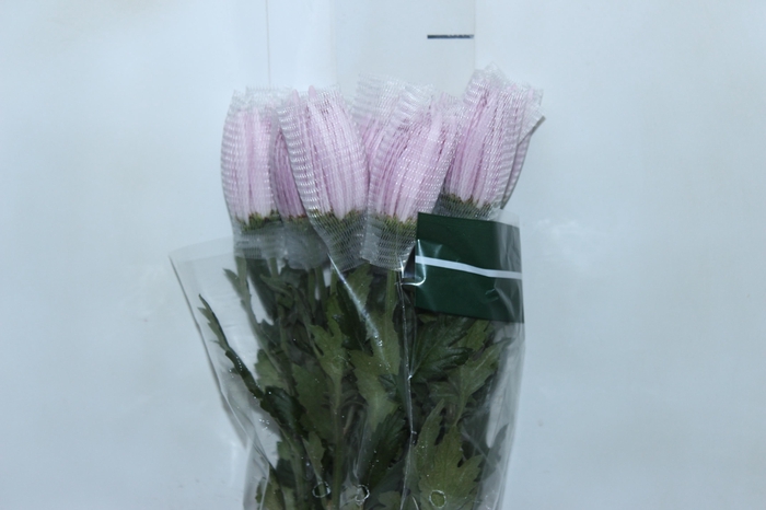 <h4>ANASTASIA CIPRIA 080 CM LILAS</h4>