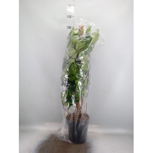 Philodendron pedatum
