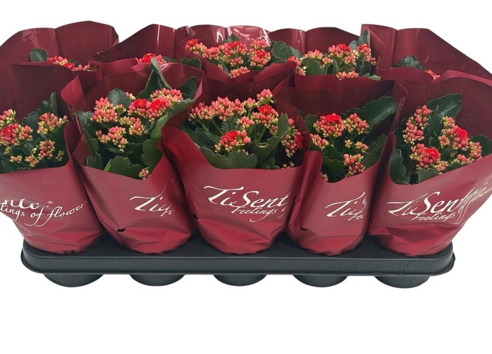 <h4>KAL GE PERFECTA RED</h4>