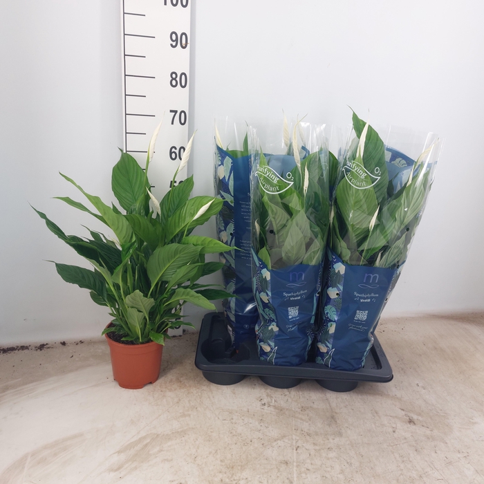 <h4>SPATH VIVALDI</h4>