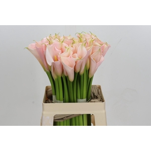 Zantedeschia Eydolls Salmon