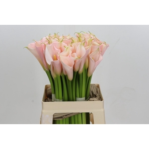 Zantedeschia Eydolls Salmon