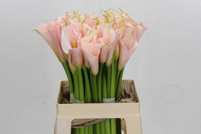 <h4>Zantedeschia Eydolls Salmon</h4>